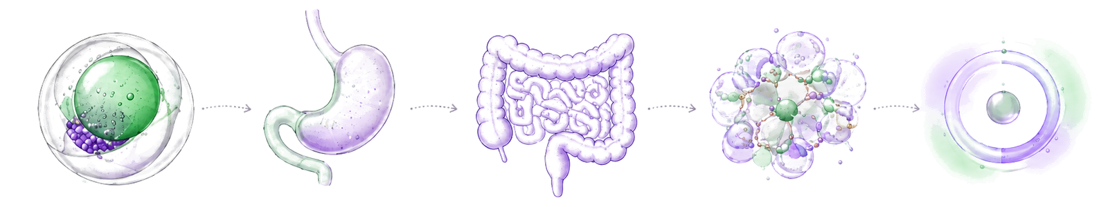 Journey of a microcapsule through the body