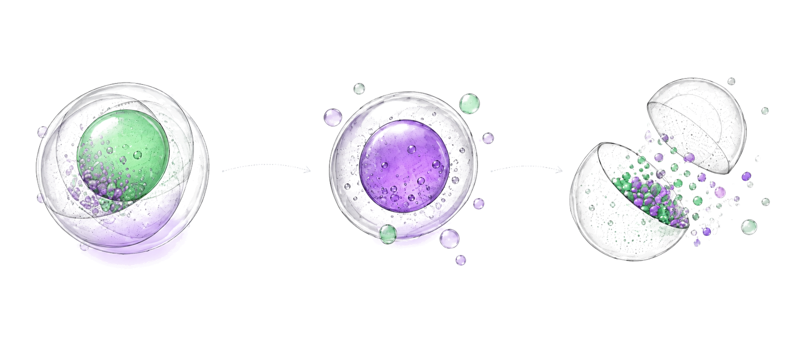Protect, transport and release stages of the microcapsule